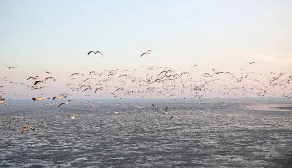 Landscape image of Seagulls flying in the sky at sunset. — Stock Photo, Image