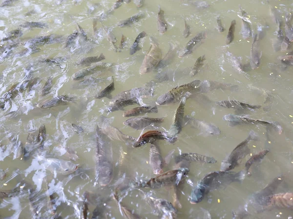 Tilapia vissen zwemmen in een vijver — Stockfoto