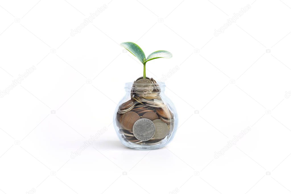 coins in glass and treetop growing, business and finance concept with copy space.