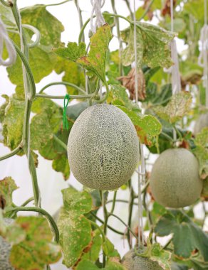 Japon Yeşil cantaloup kavun.