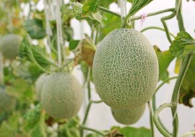 Japon Yeşil cantaloup kavun.