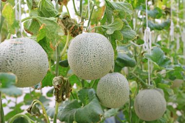 Kavun karpuz sera gruptaki.