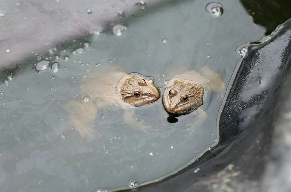 Žáby v serverové farmě. — Stock fotografie