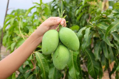 El ile bazı yeşil yeşil mango meyve tutan bir kadının etrafında bir mango ağacının yaprakları.
