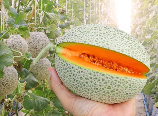 Main tenant melon dans la ferme de melon de serre . — Photo