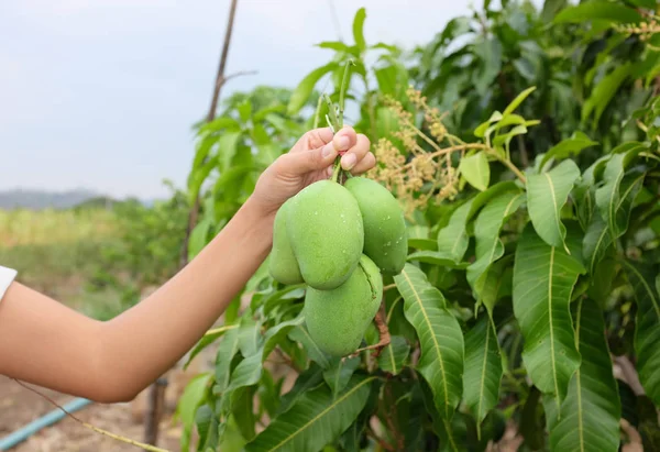 Mano de una mujer sosteniendo una fruta de mango verde con algunas hojas verdes alrededor de un árbol de mango . —  Fotos de Stock