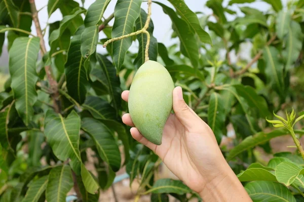 Hand van een vrouw met een groene mango vrucht met wat groen vertrekt rond vanaf een mangoboom. — Stockfoto
