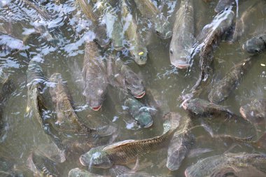 Tilapia balığı gölette yüzüyor.