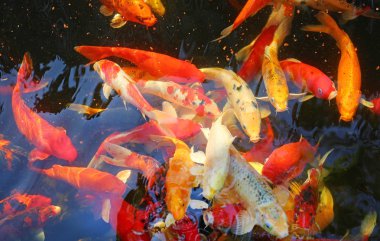 Renkli sazan balığı, koi balığı