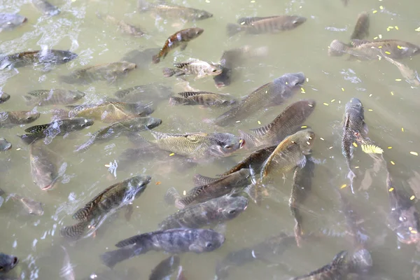 Tilapia fisk simmar i en damm — Stockfoto