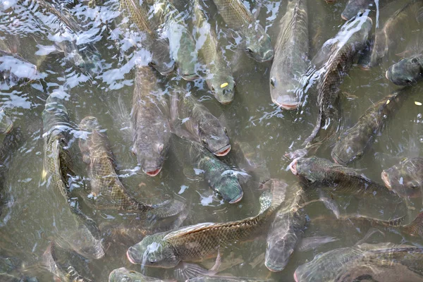 연못에서 헤엄치는 틸라피아 물고기 — 스톡 사진