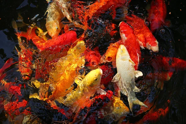 Peixe carpa extravagante colorido, peixe koi — Fotografia de Stock