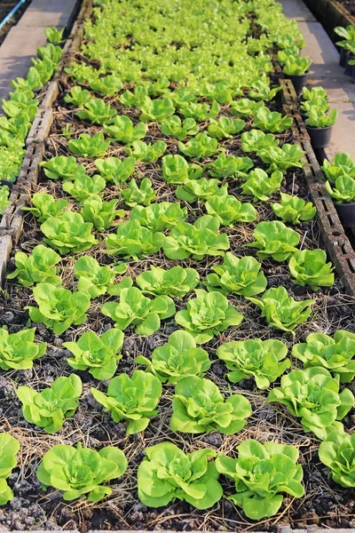 Салат растений на ферме — стоковое фото