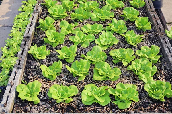 Plantas de lechuga en la granja — Foto de Stock