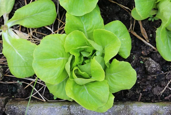 Top view lettuce in farm — Stock Photo, Image