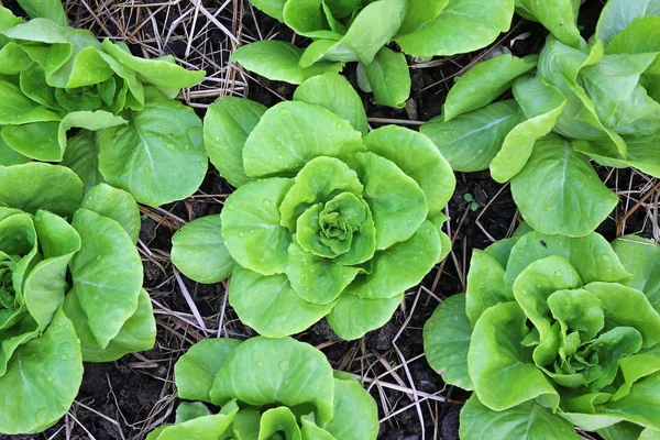 Top view lettuce in farm — Stock Photo, Image