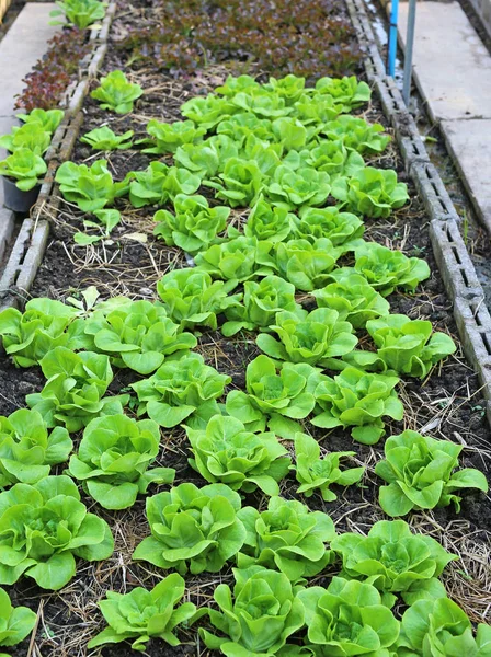 Een jonge sla planten — Stockfoto