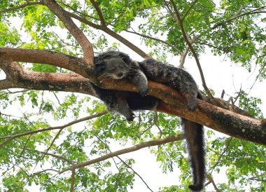 Binturong veya ağaç dalı Bearcat (Arctictis binturong) uyku