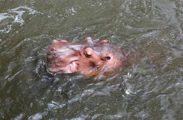 Nijlpaard in rivier — Stockfoto