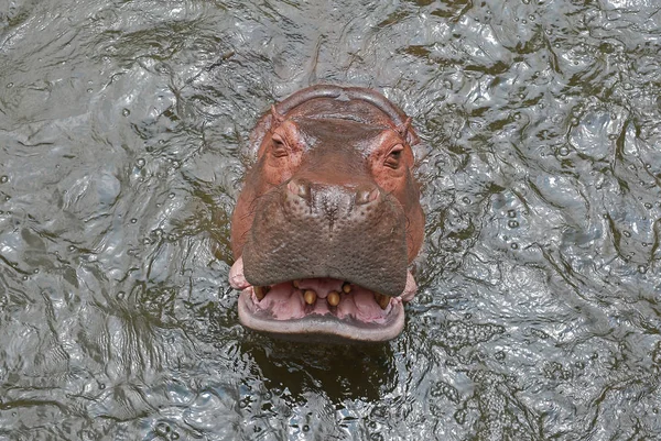 Hippo açık ağız — Stok fotoğraf