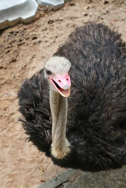 Fechar avestruz no zoológico — Fotografia de Stock