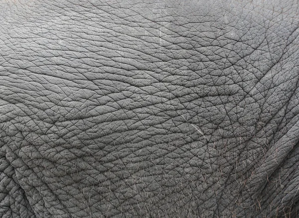 Sloní kůže textura abstraktní pozadí. — Stock fotografie