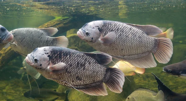 Goerami vis (Osphronemus goramy) zwemmen in een vijver — Stockfoto