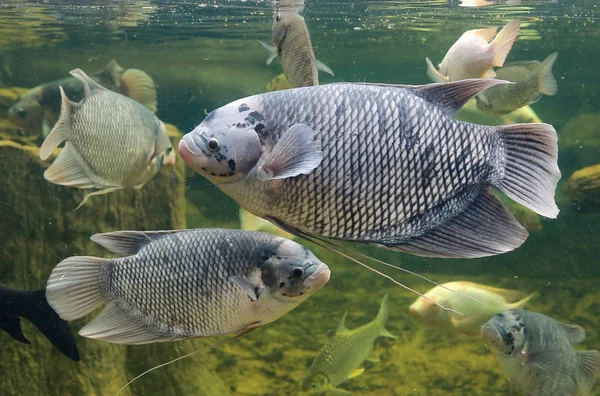 池で泳いでいるジャイアントグーラミ魚 (オスフロネムス属 goramy) — ストック写真