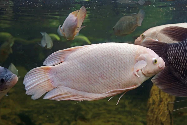 Giant gourami fish (Osphronemus goramy) swimming in a pond — Stock Photo, Image