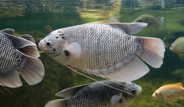 Giant gourami fish (Osphronemus goramy) swimming in a pond — Stock Photo, Image