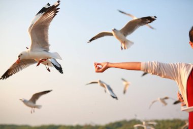 Kadın bir martılar besleme