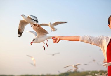 Kadın bir martılar besleme