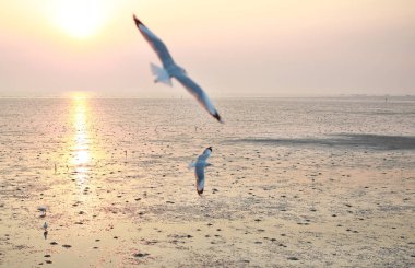 Gün batımında gökyüzünde uçan martılar..