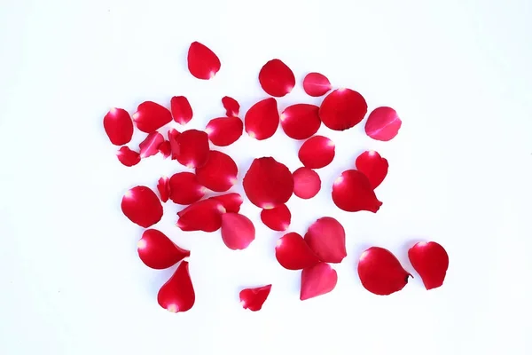 Abstrakcja Czerwony płatków róż na białym tle na białym tle. — Zdjęcie stockowe