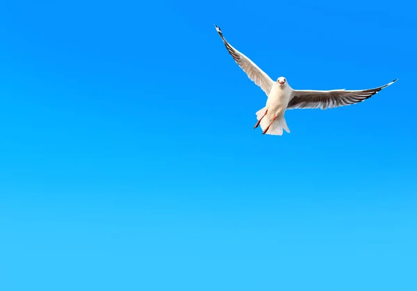 Gabbiano della libertà che vola su sfondo cielo blu sfumato con spazio di copia — Foto Stock