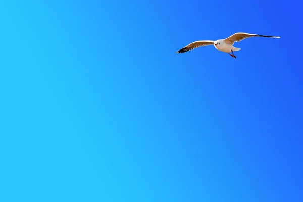 Freedom seagull flying on gradient blue sky background with copy space