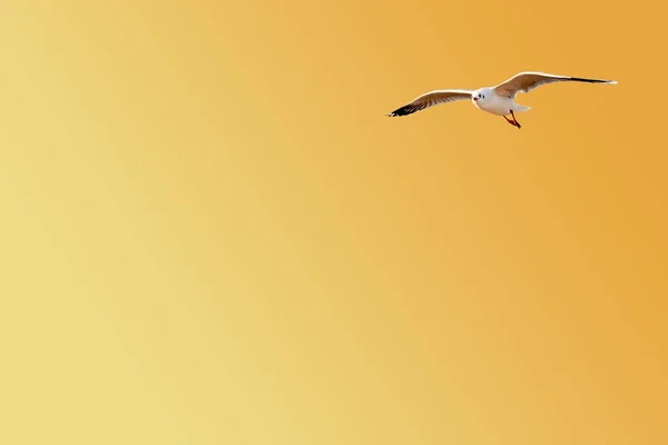 Свободная чайка летит на градиентном оранжевом фоне - желтый фон с копировальным пространством — стоковое фото