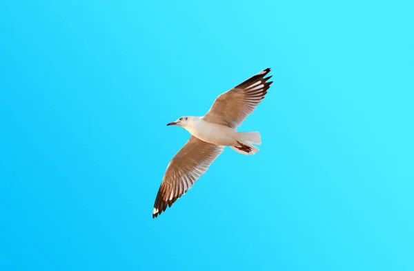 Libertad gaviota volando sobre gradiente azul cielo fondo —  Fotos de Stock