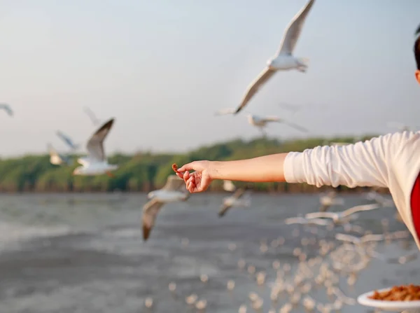 Mulher Alimentando uma gaivota — Fotografia de Stock