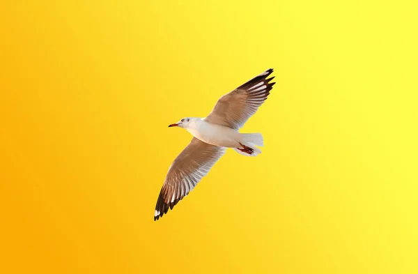Degrade turuncu - sarı arka plan üzerinde uçan özgürlük martı — Stok fotoğraf