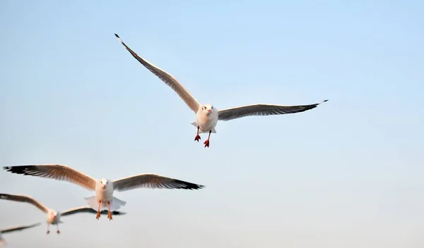 Gün batımında gökyüzünde uçan martılar.. — Stok fotoğraf