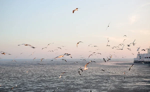 Hundreds of seagulls flying in the sky at sunset. — Stock Photo, Image