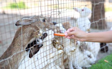 El tavşan havuç ile besleme.