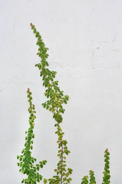 Planta enredadera verde en pared blanca —  Fotos de Stock