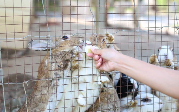 Kaninchen von Hand mit einer Karotte füttern. — Stockfoto