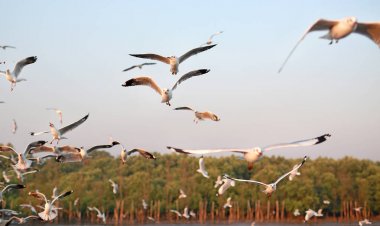 Gün batımında gökyüzünde uçan martıları yüzlerce.