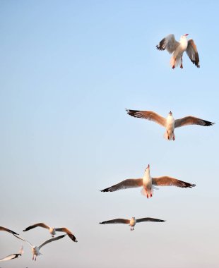 Gün batımında gökyüzünde uçan martılar..