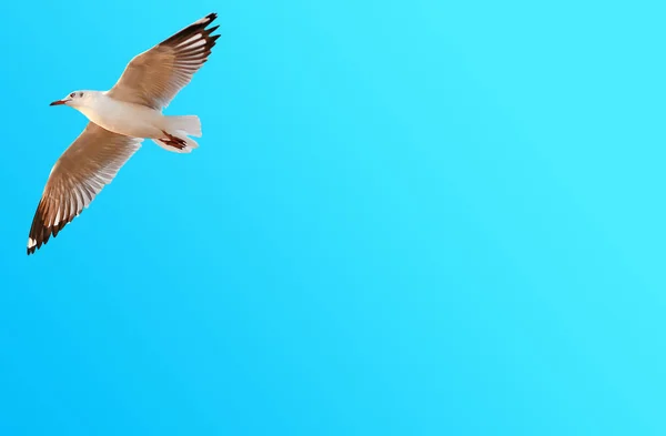 Een zeemeeuw, vliegen op de blauwe hemelachtergrond met kopie ruimte — Stockfoto