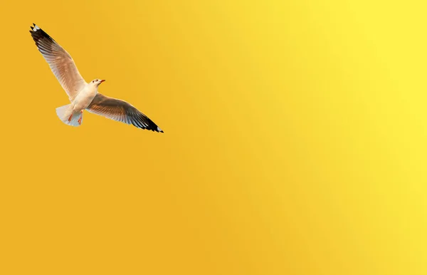 Una gaviota volando contra naranja - fondo amarillo con espacio de copia — Foto de Stock