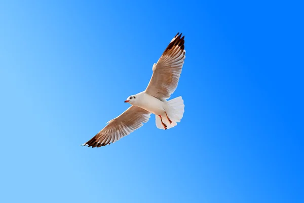 Gaviotas volando en el cielo —  Fotos de Stock